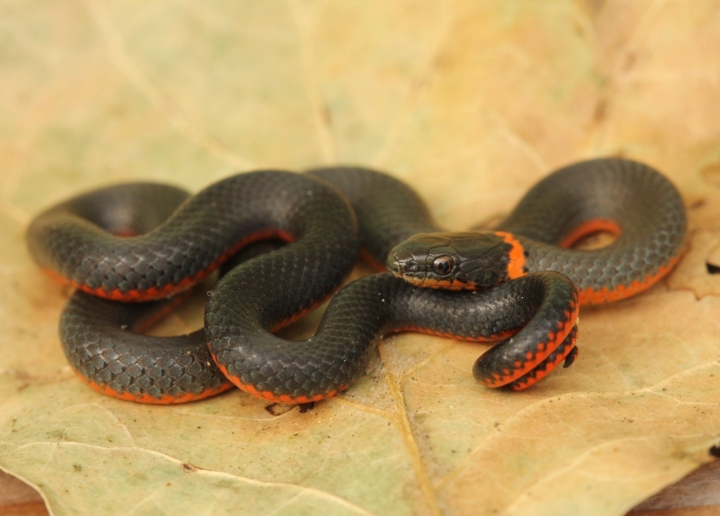 Pacific Ringneck Snake